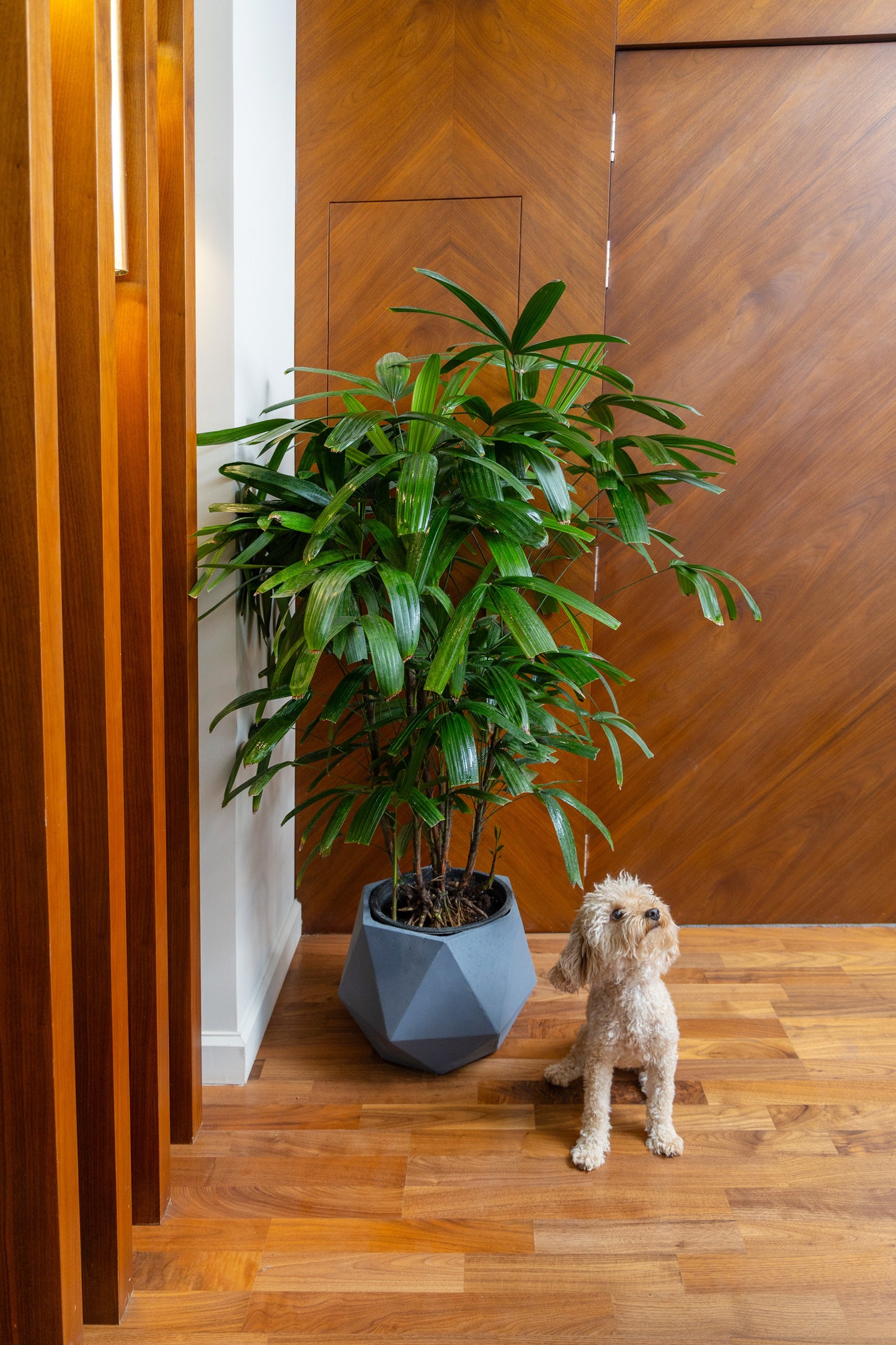 Rhapis Palm