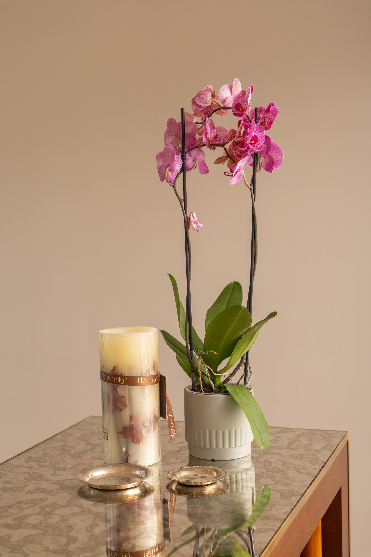 Moth Orchid