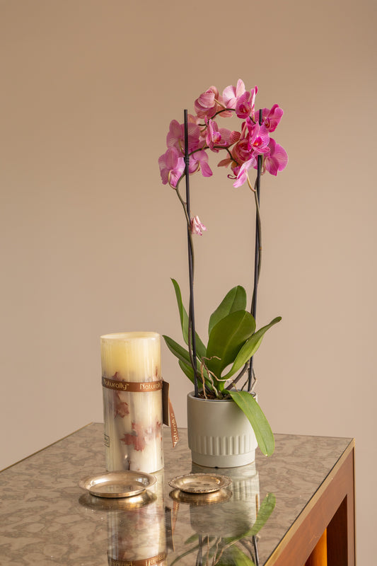 Moth Orchid