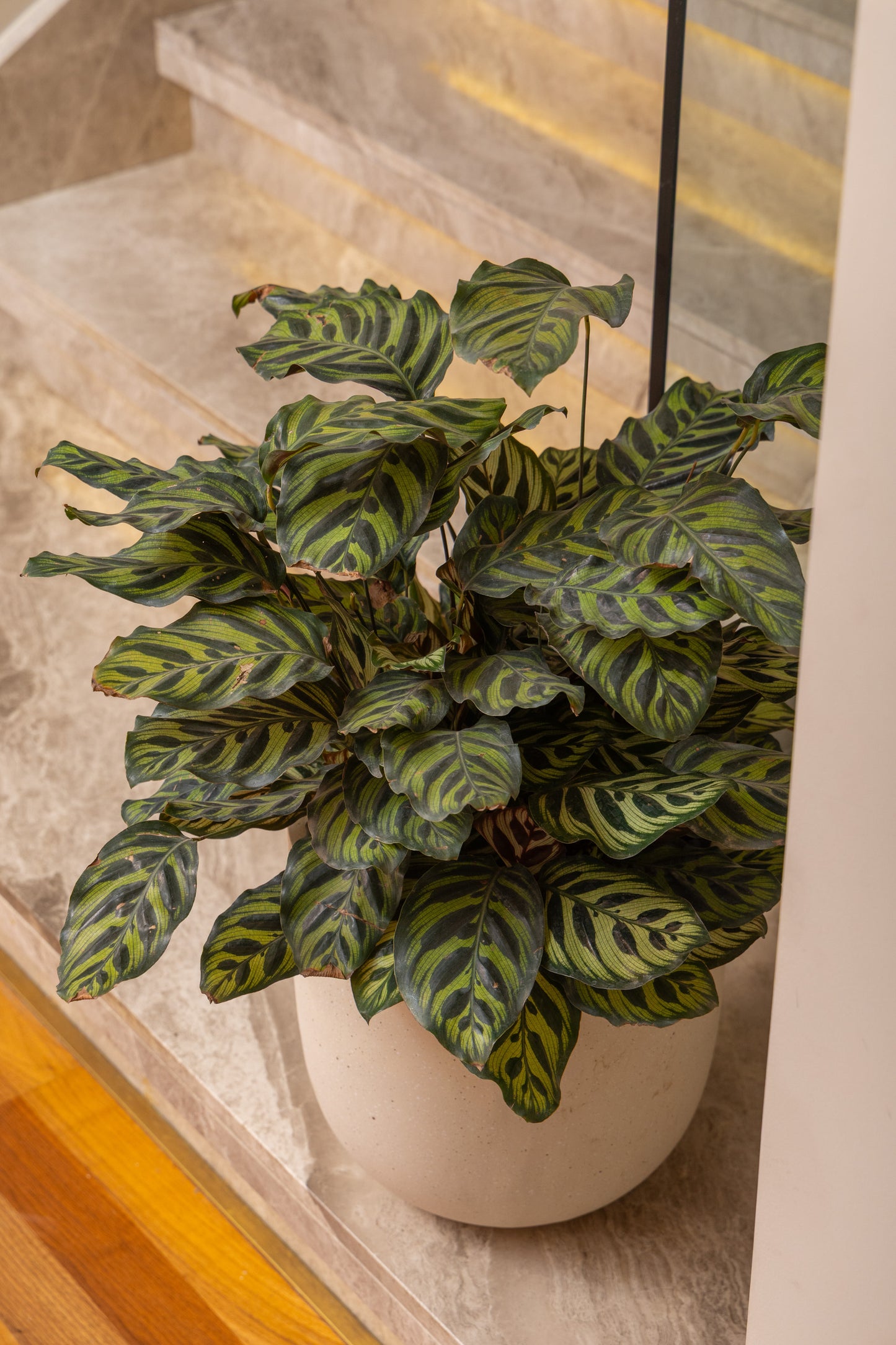 Calathea