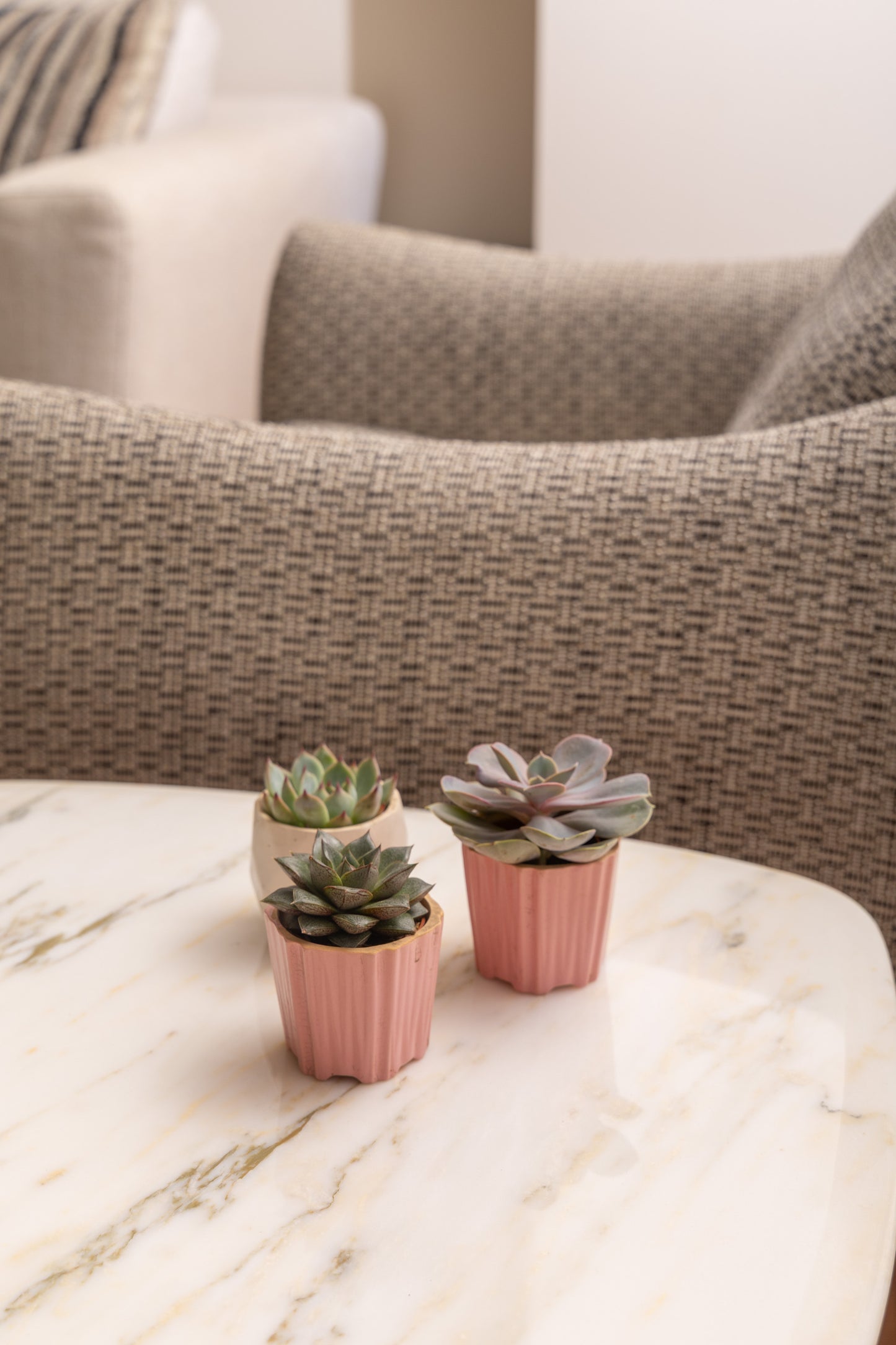 Desk Cactus Trio
