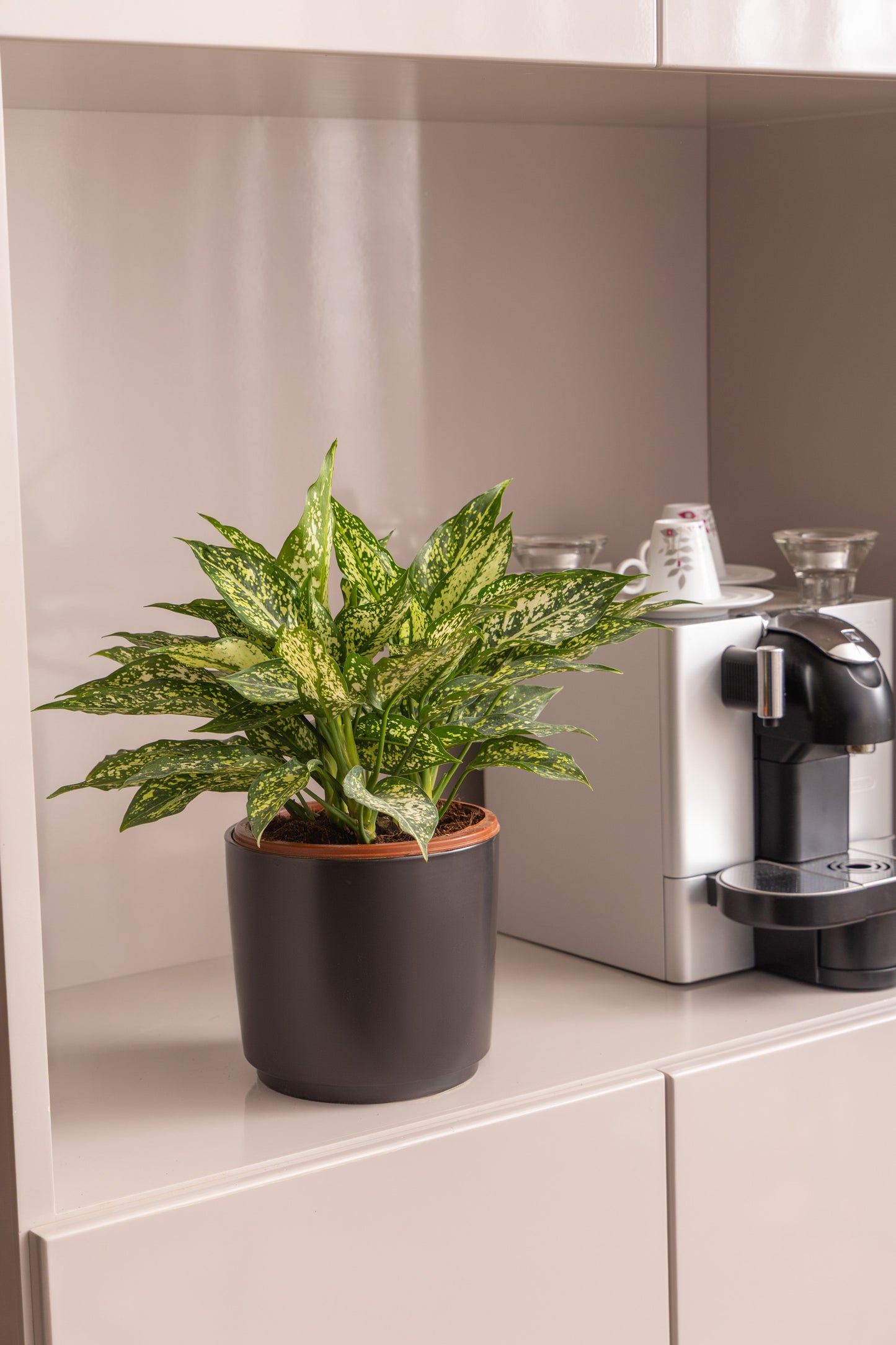 Aglaonema Silk