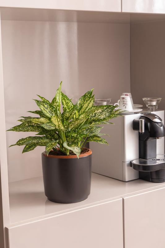 Aglaonema Silk