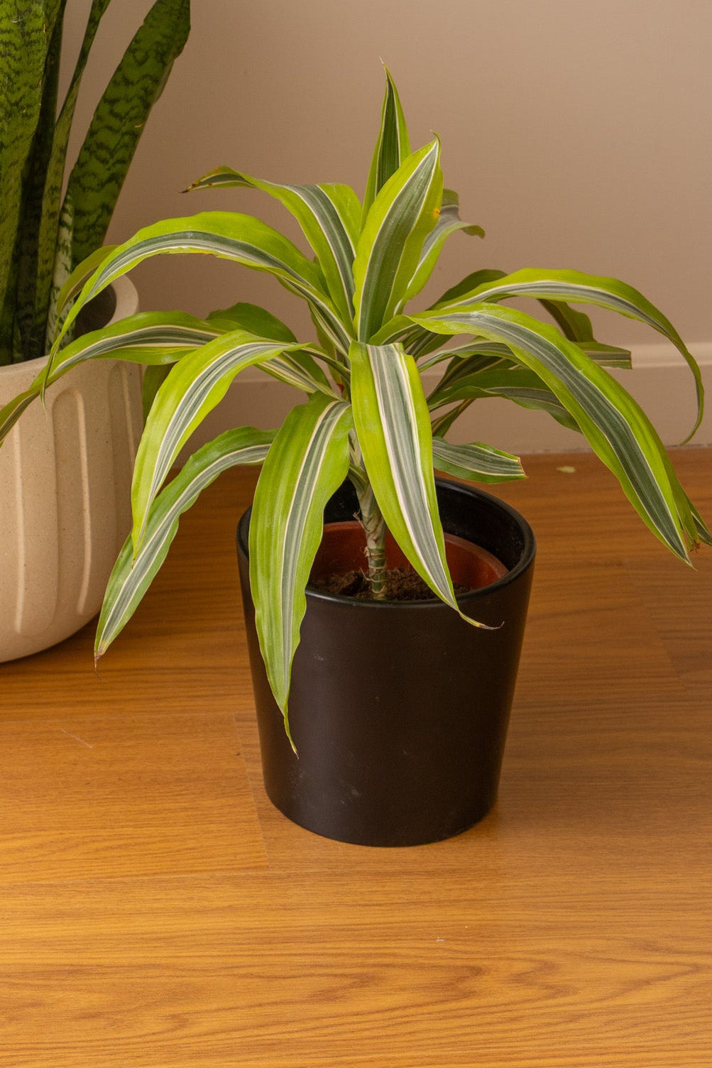 Dracaena Lemon Lime