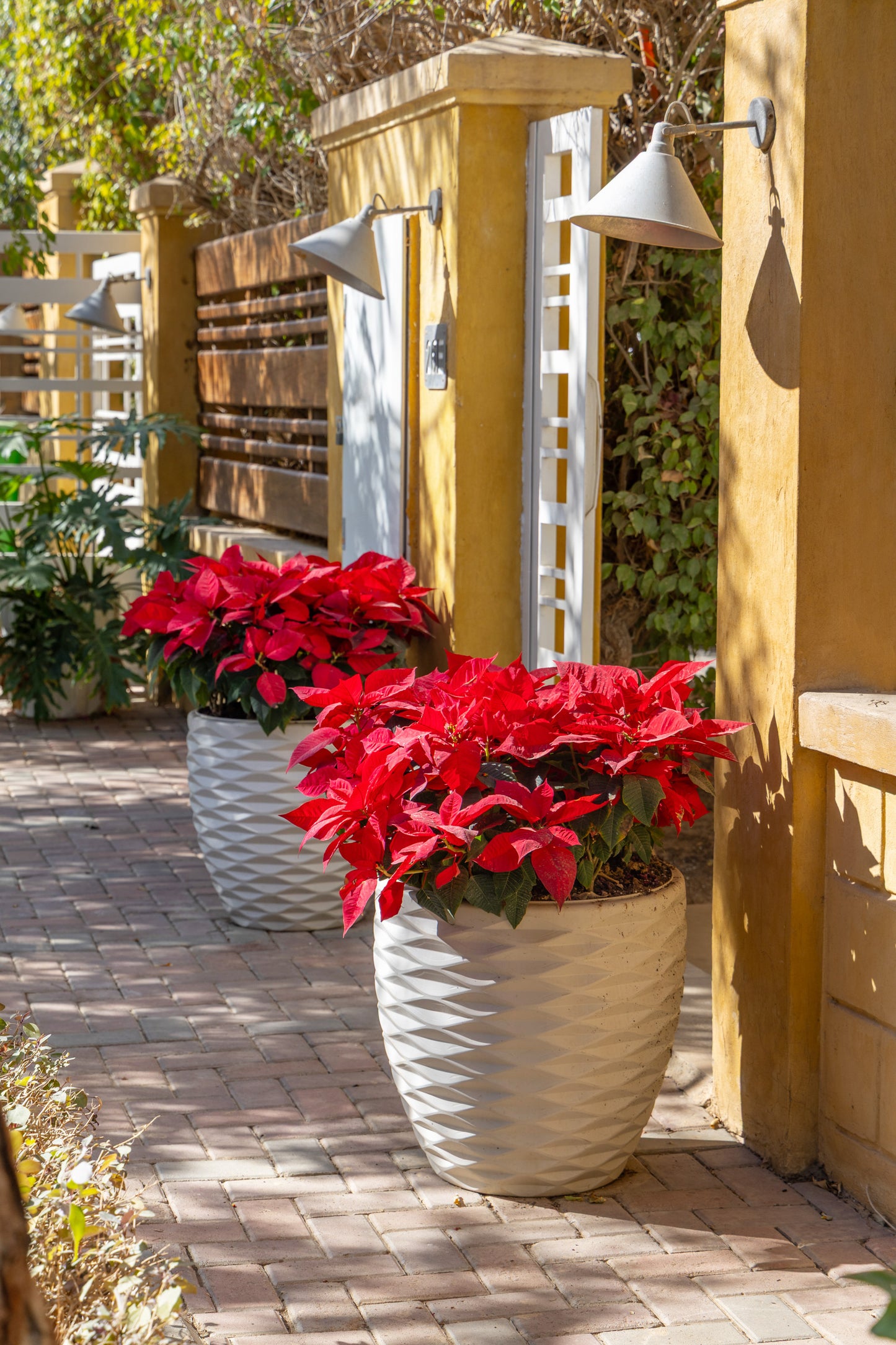 Red Poinsettia