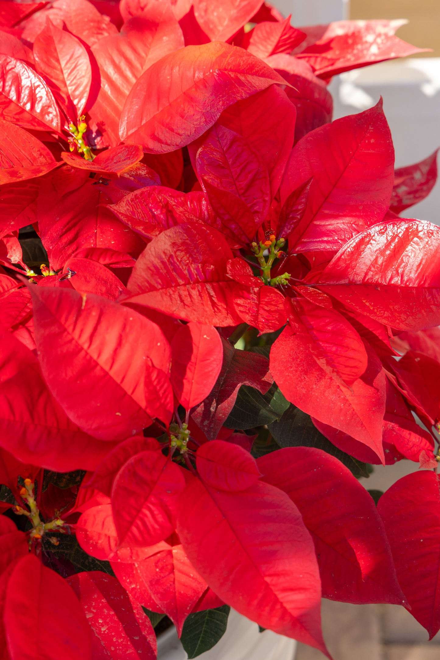 Red Poinsettia