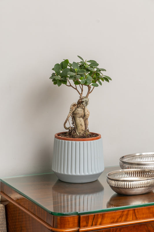 Ficus Ginseng