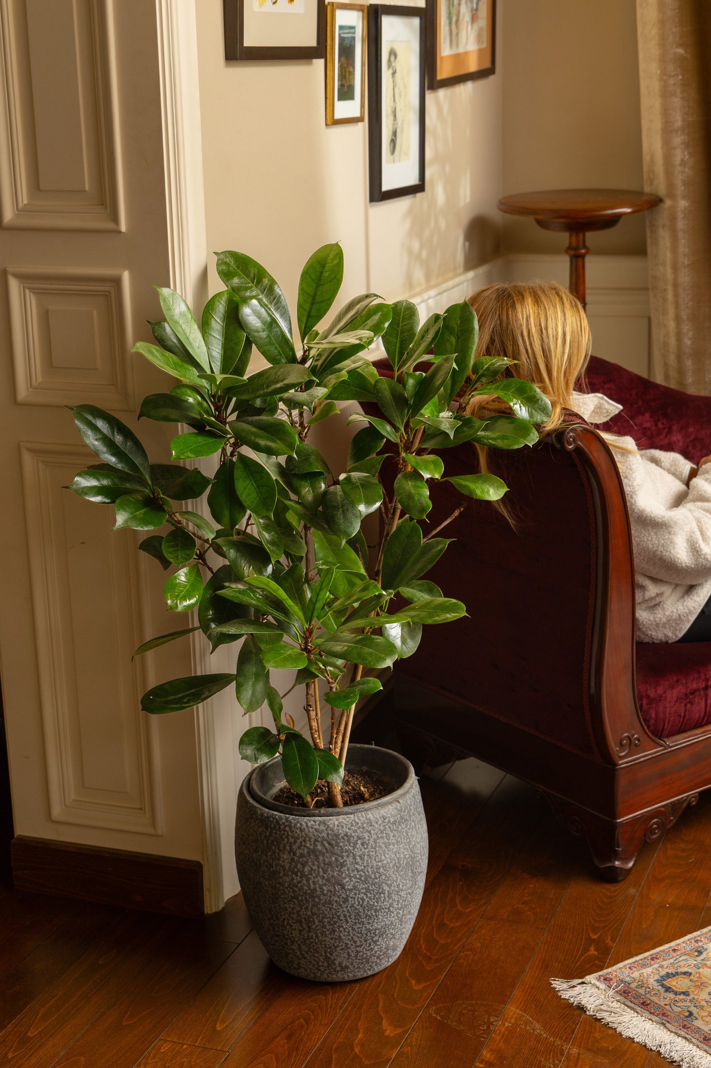 The African Fig