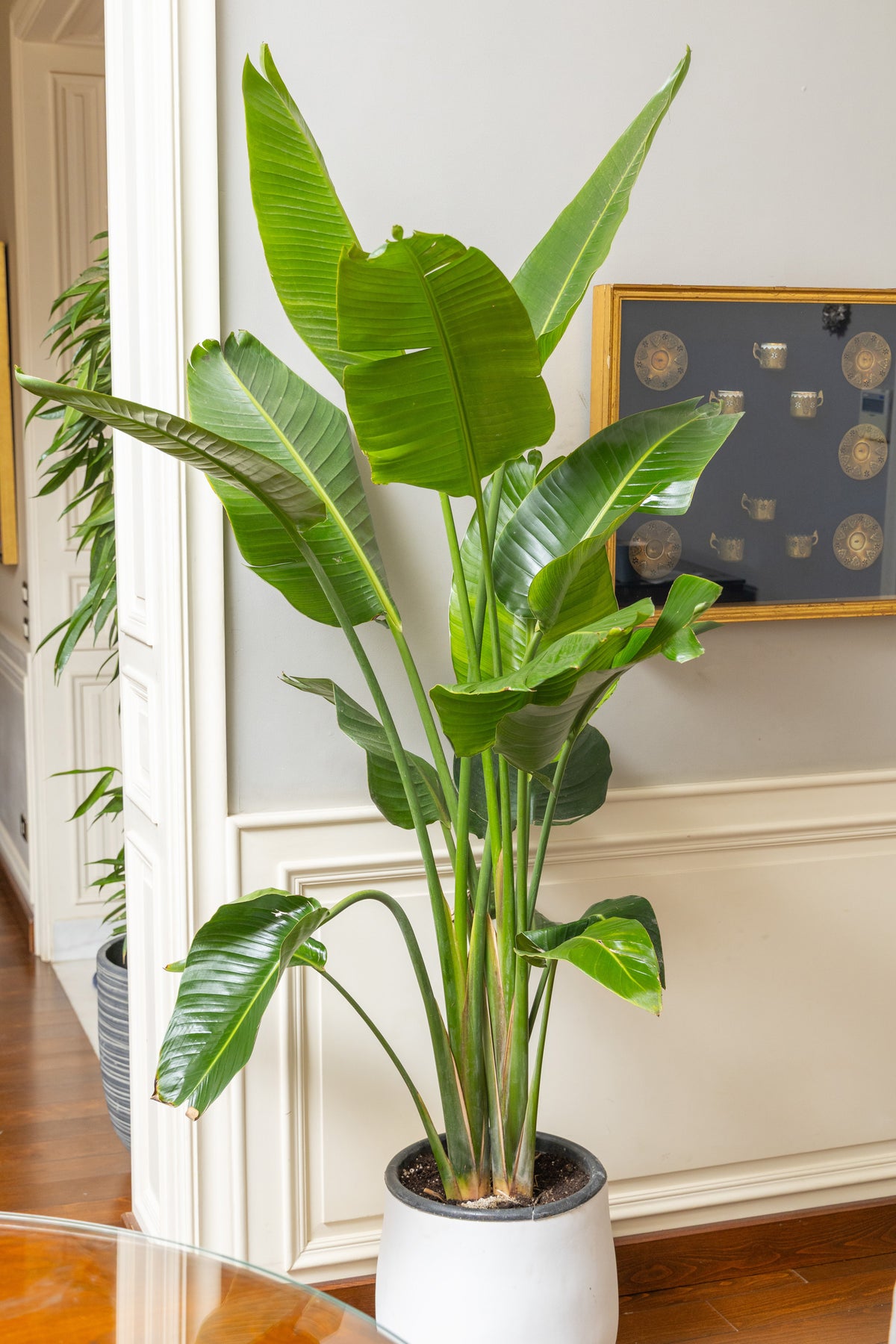 Statement Greenery Package