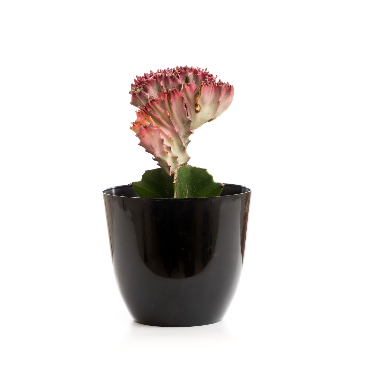 Flow Coral Cactus