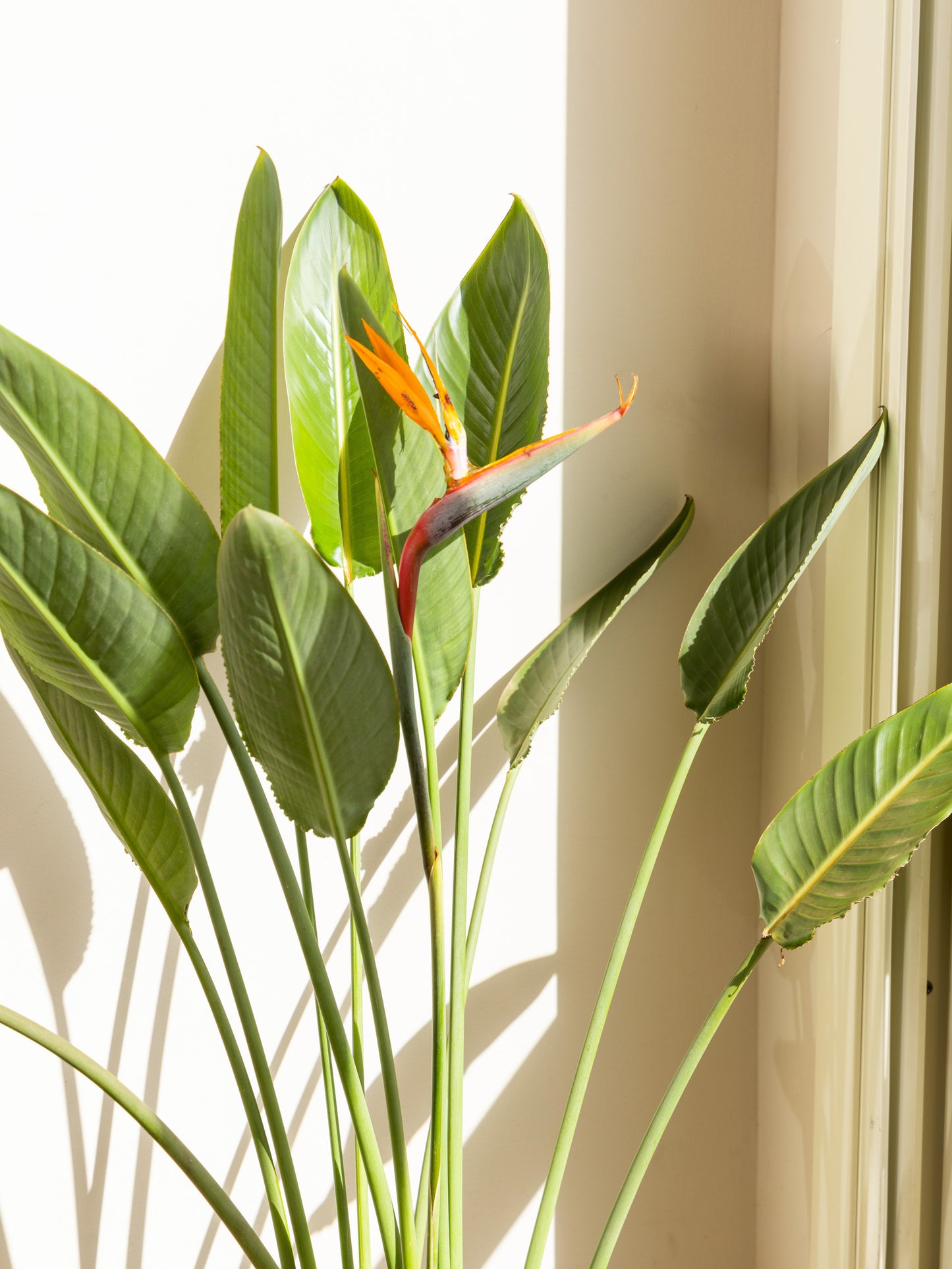 Bird Of Paradise