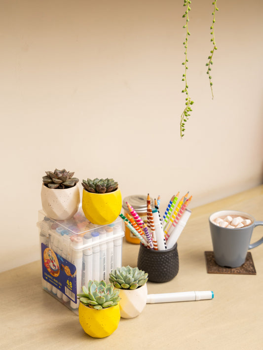 Desk Cactus Trio