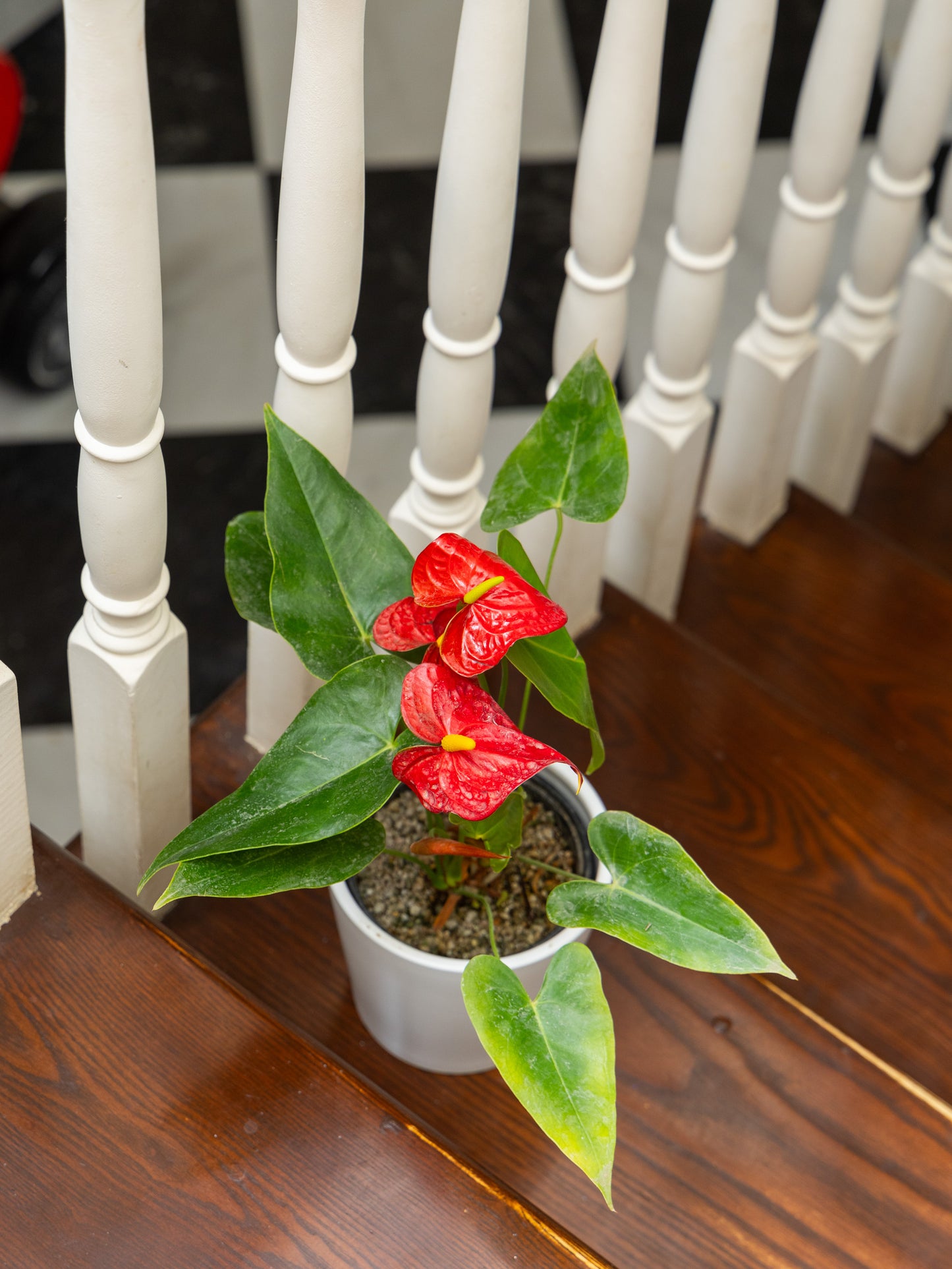 Statement Greenery Package