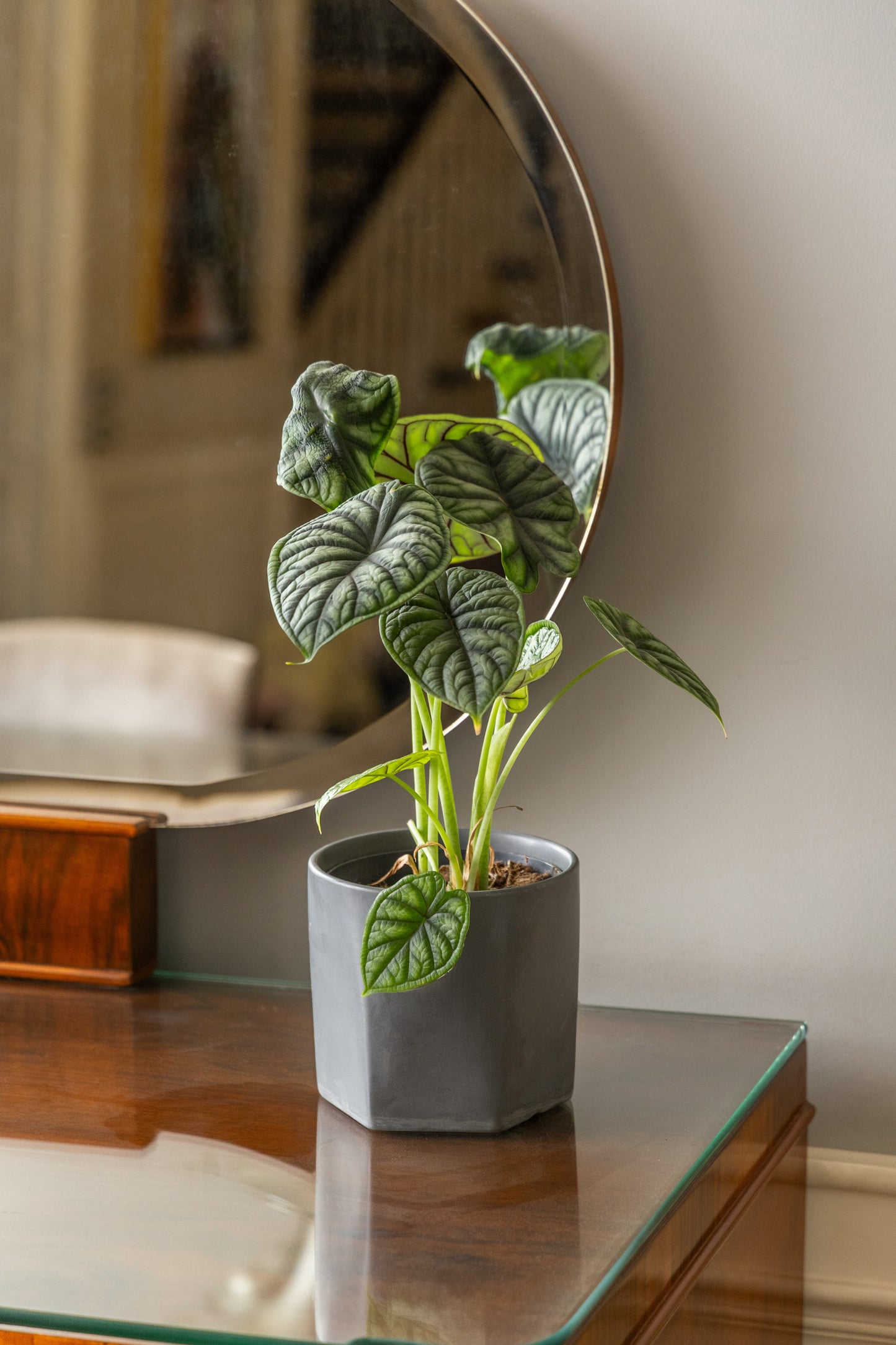 Alocasia Silver Dragon