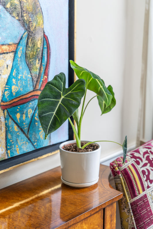 Alocasia Polly