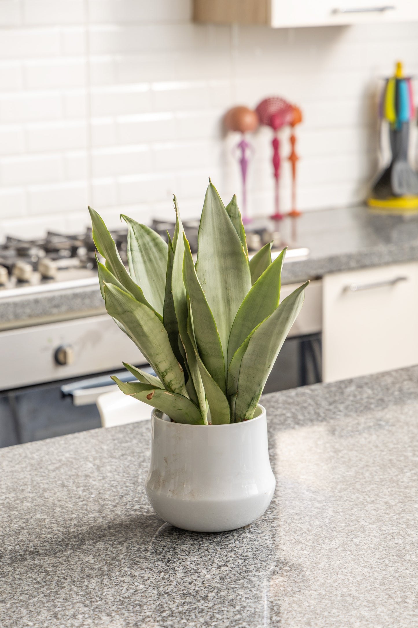 White Snake Plant