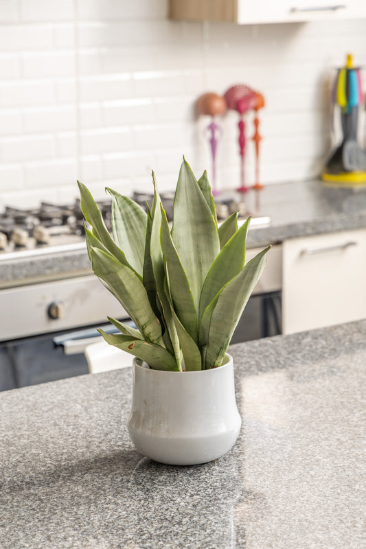 White Snake Plant