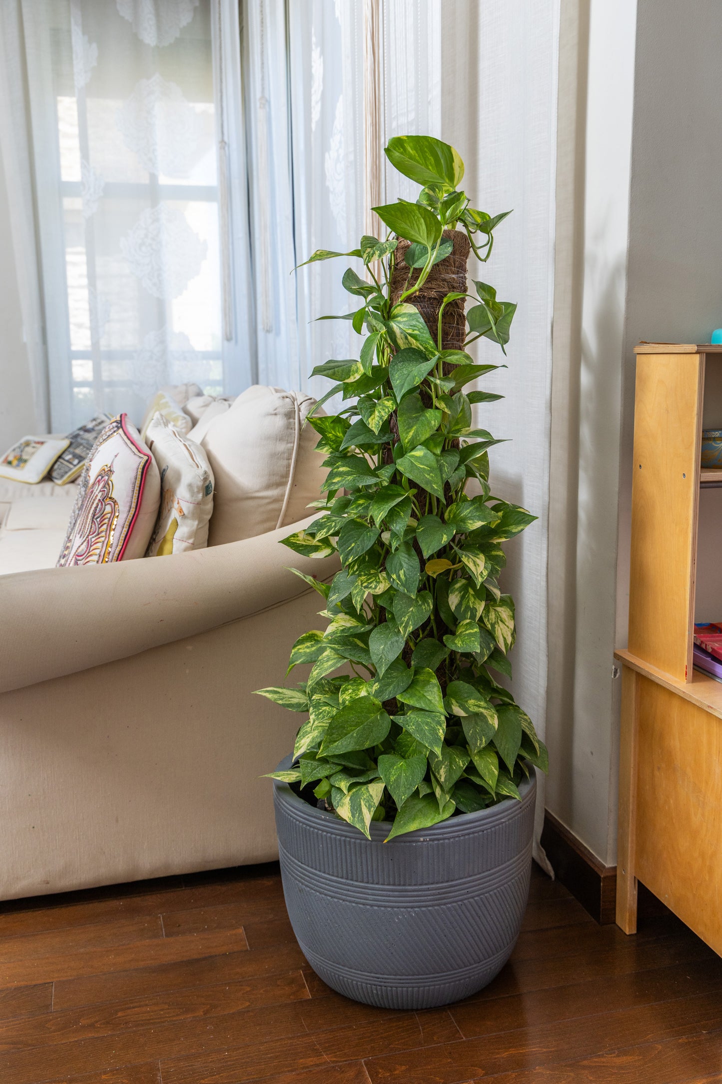 Golden Pothos