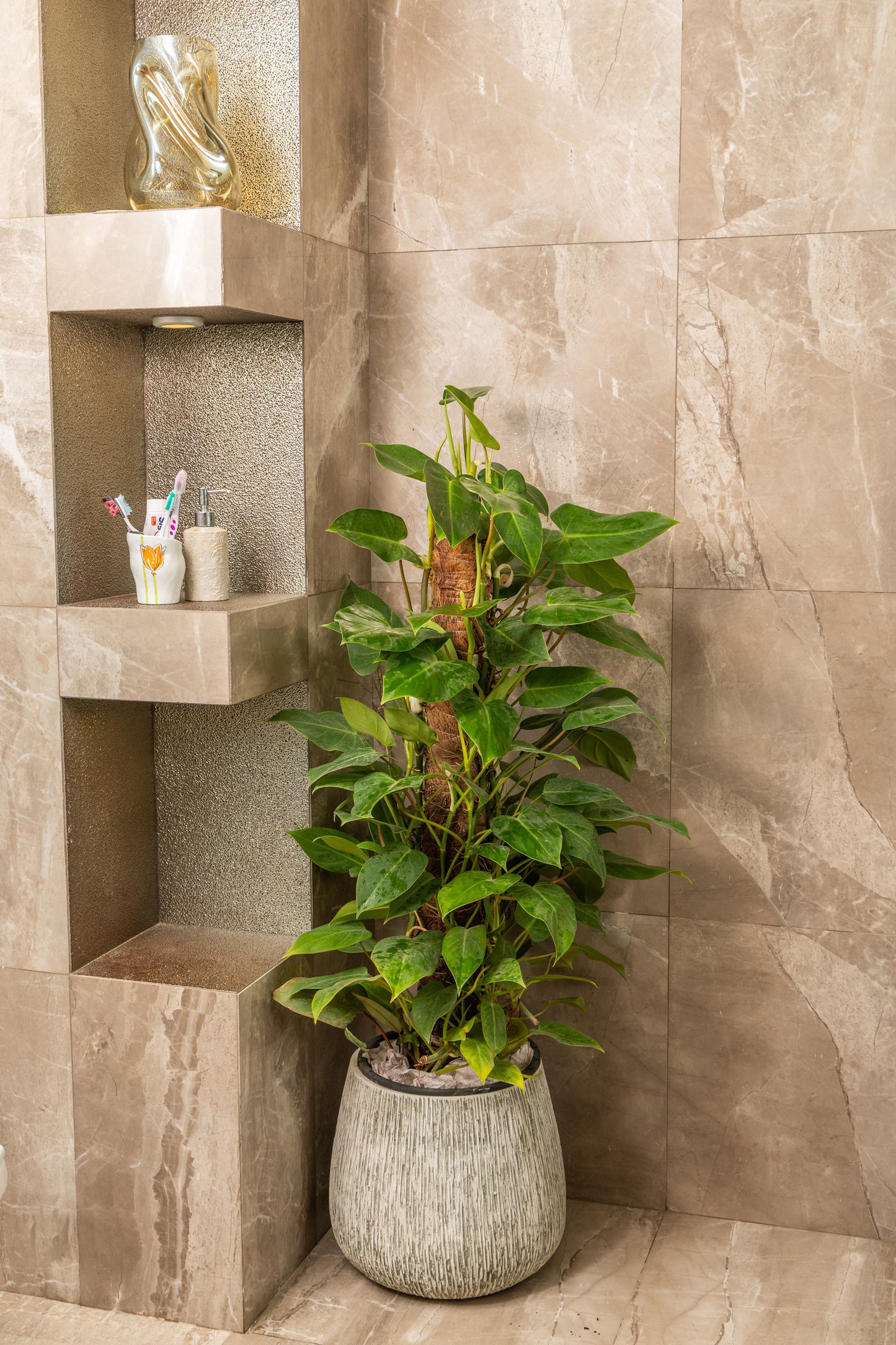 Golden Pothos