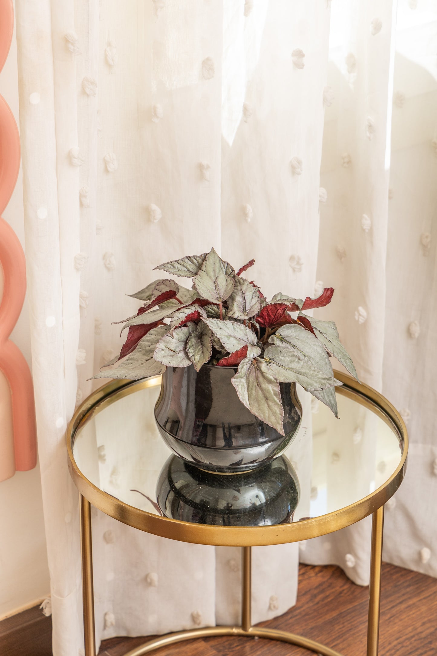 Begonia