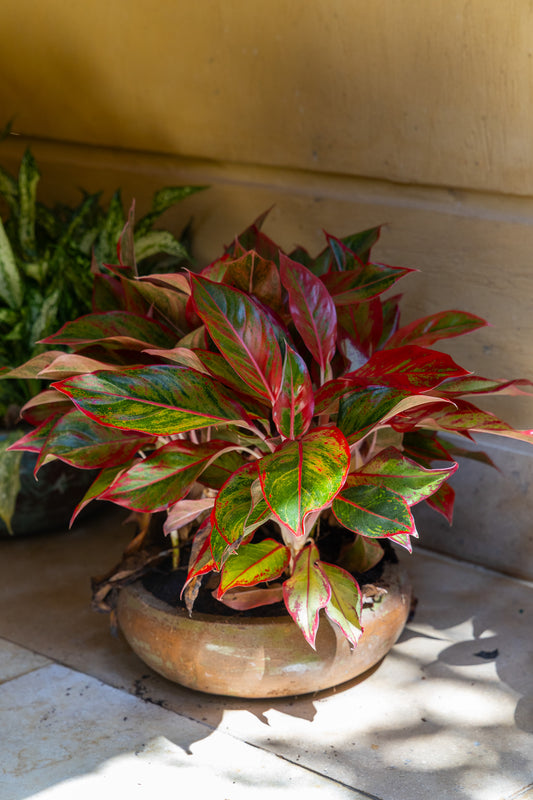 Chinese Evergreen