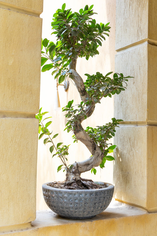 Statement Greenery Package
