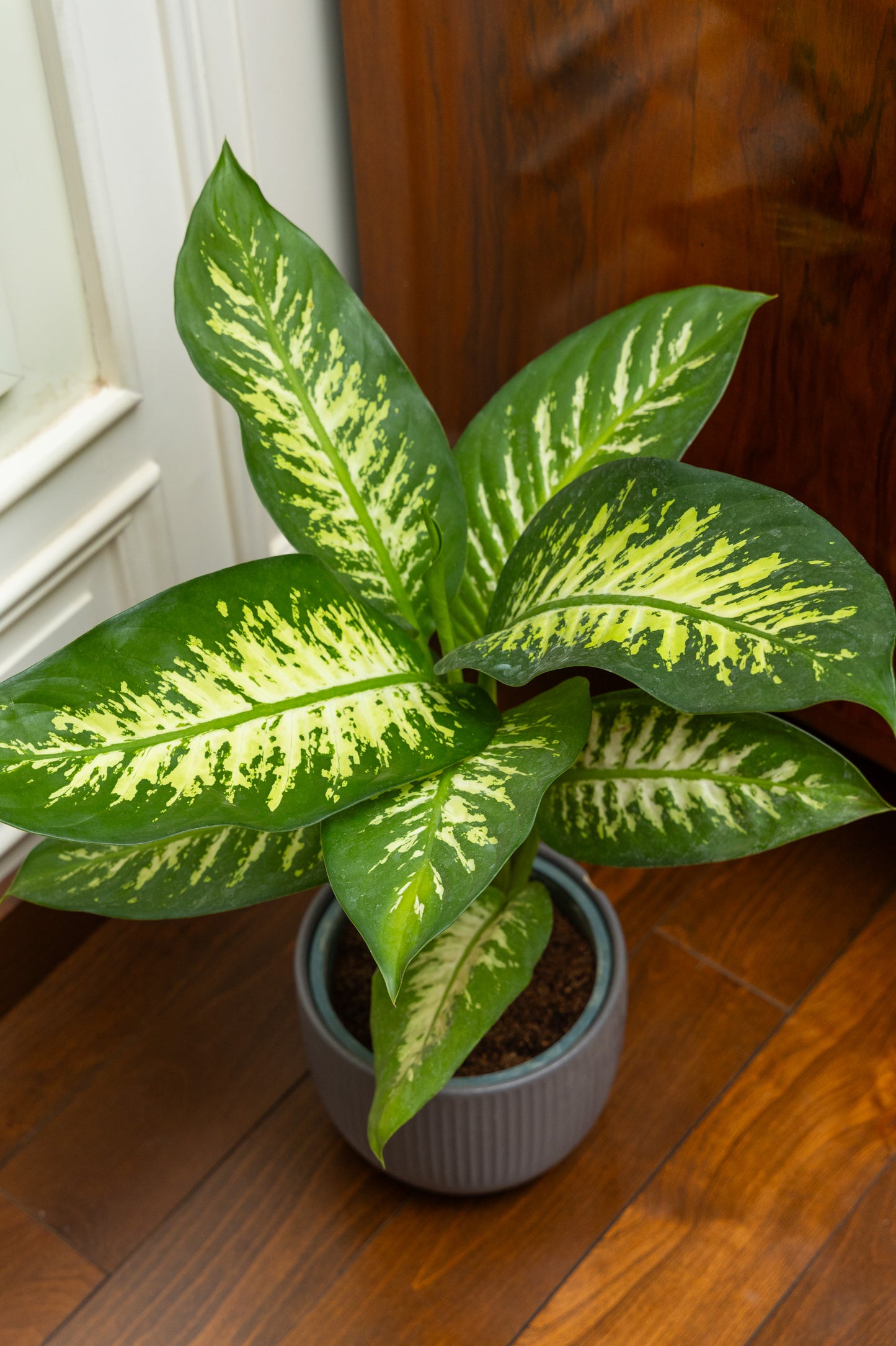 Dieffenbachia Tropic Snow