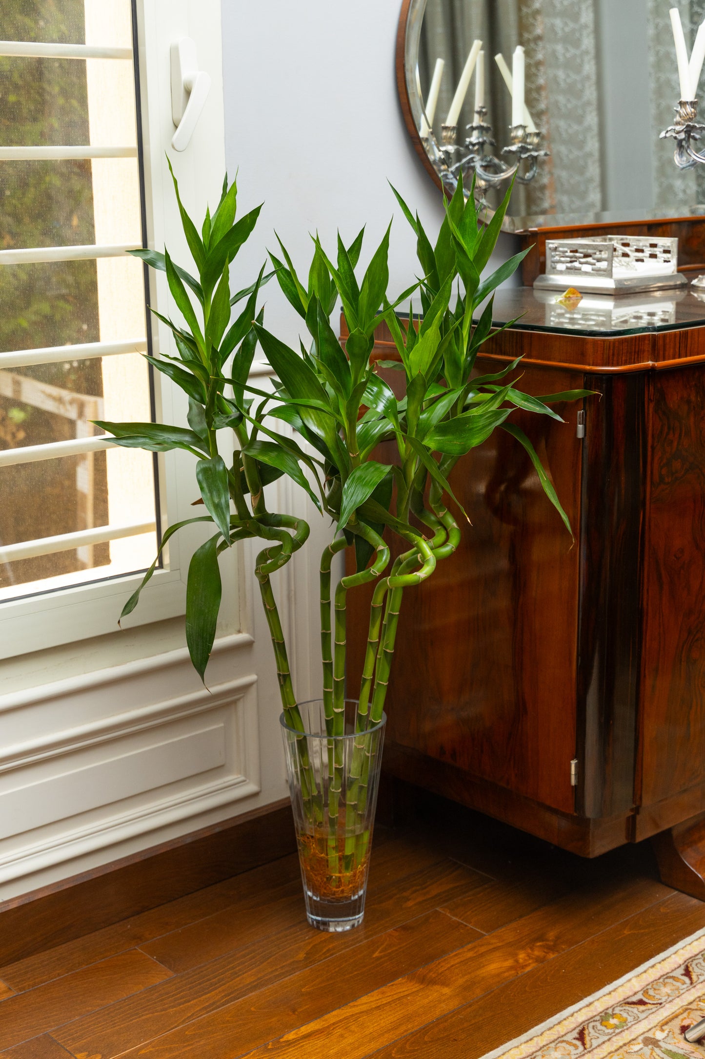 Spiral Bamboo