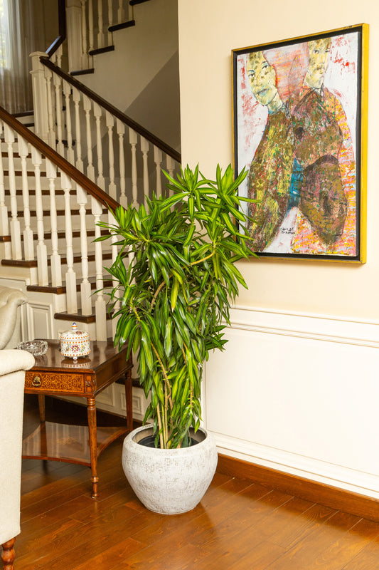 Dracaena Reflexa