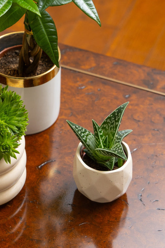 Aloe