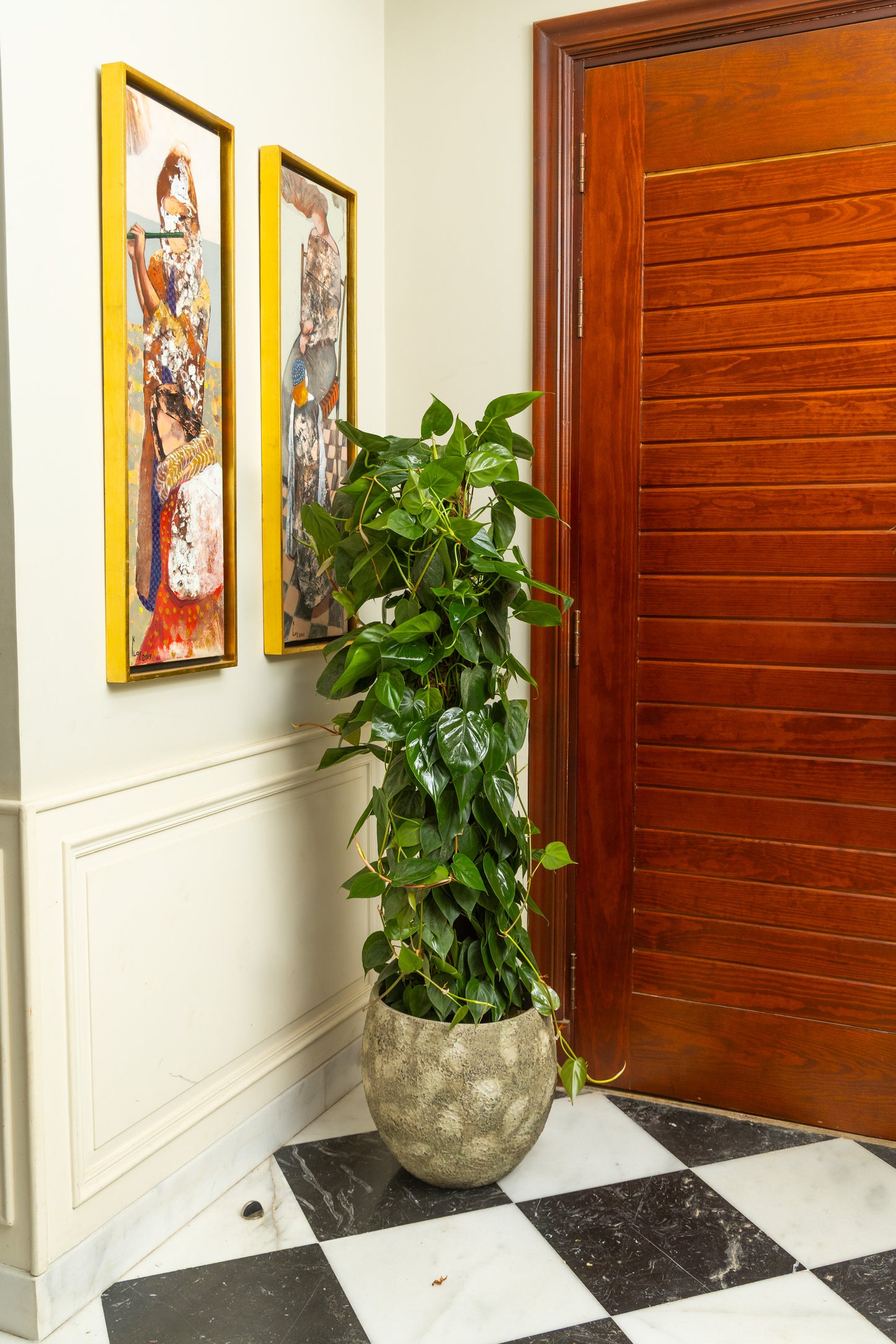 Philodendron Scandens