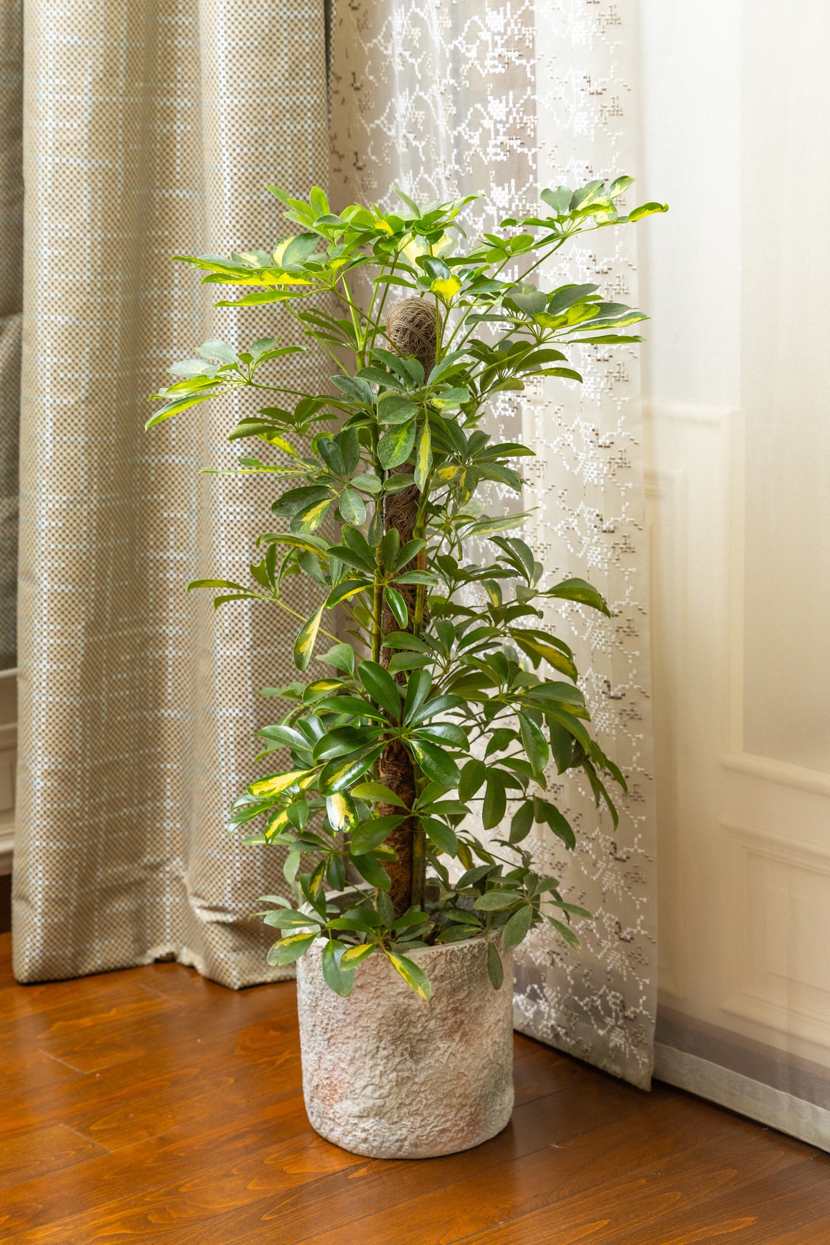 Statement Greenery Package