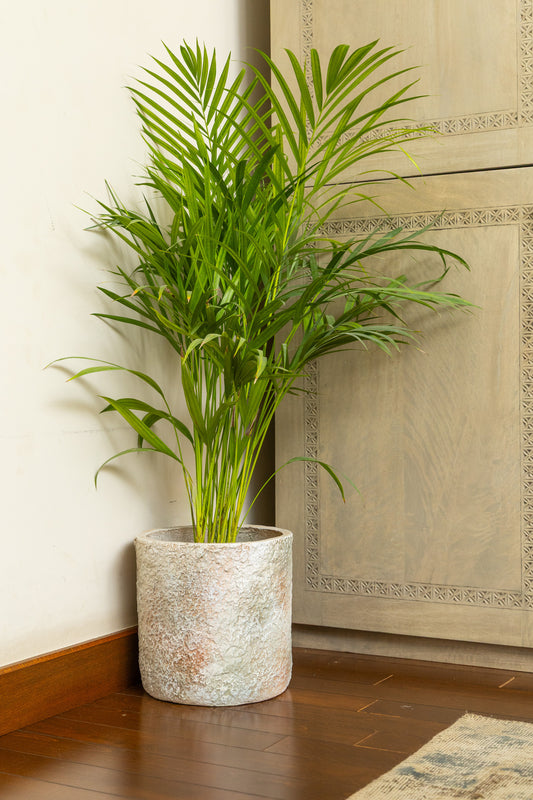Areca Palm