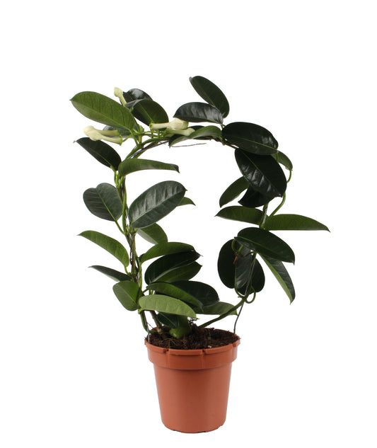Madagascar Jasmine