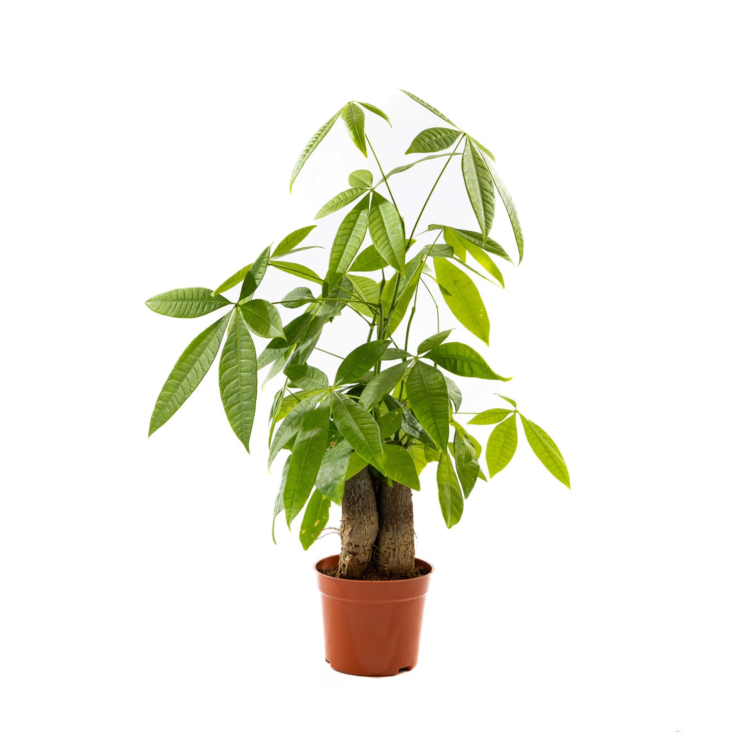 Money Tree with a regular trunk, symbolizing prosperity and simplicity, thriving in bright indirect light.