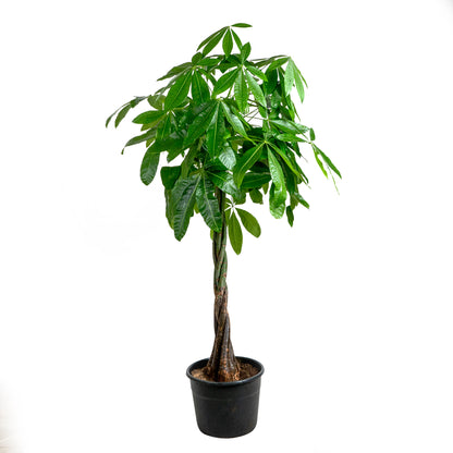 Money Tree (Braided Trunk)