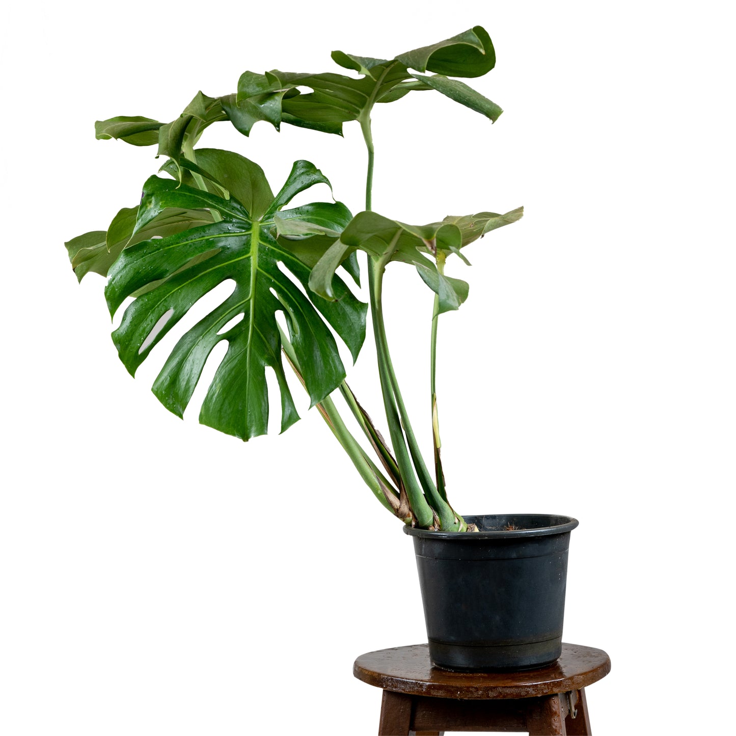 Monstera