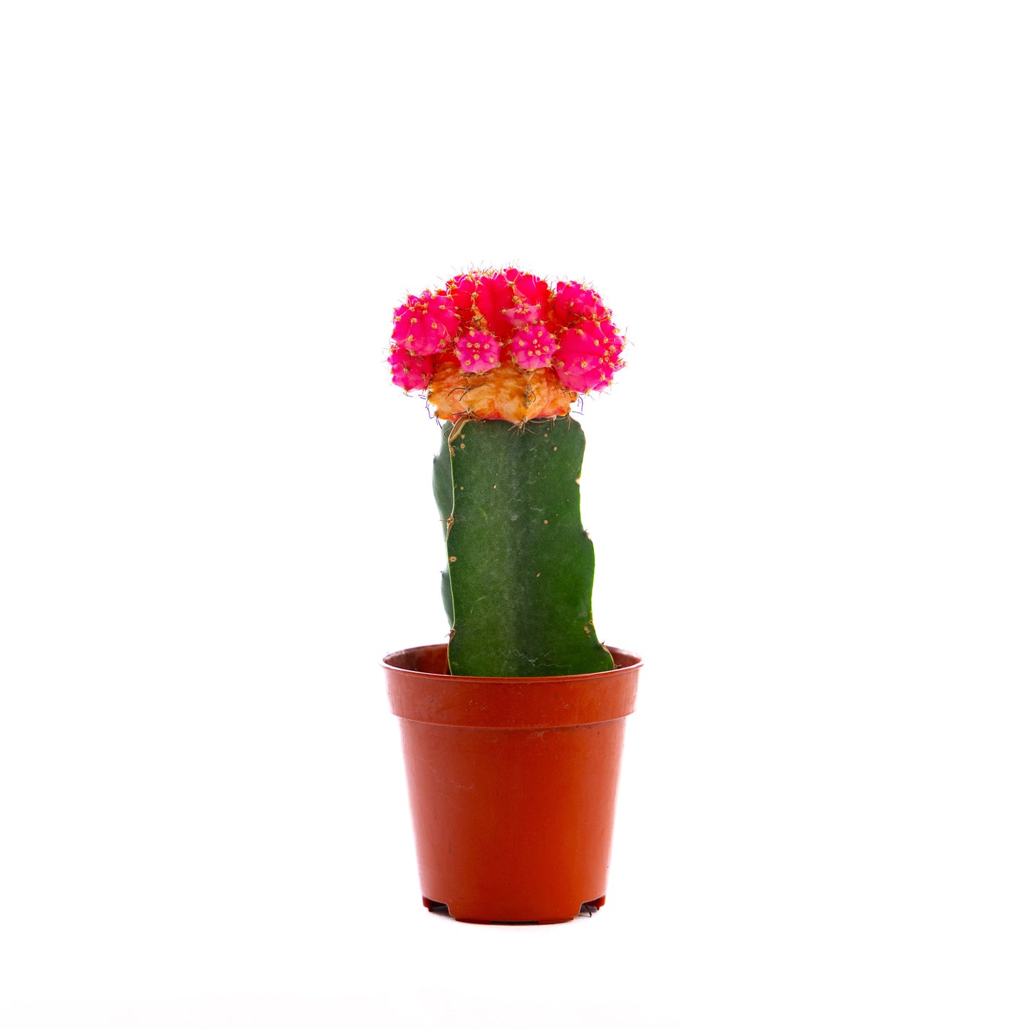 Pink Moon Cactus, a vibrant succulent with a flattened, moon-like top, adding a pop of color and uniqueness to indoor spaces.