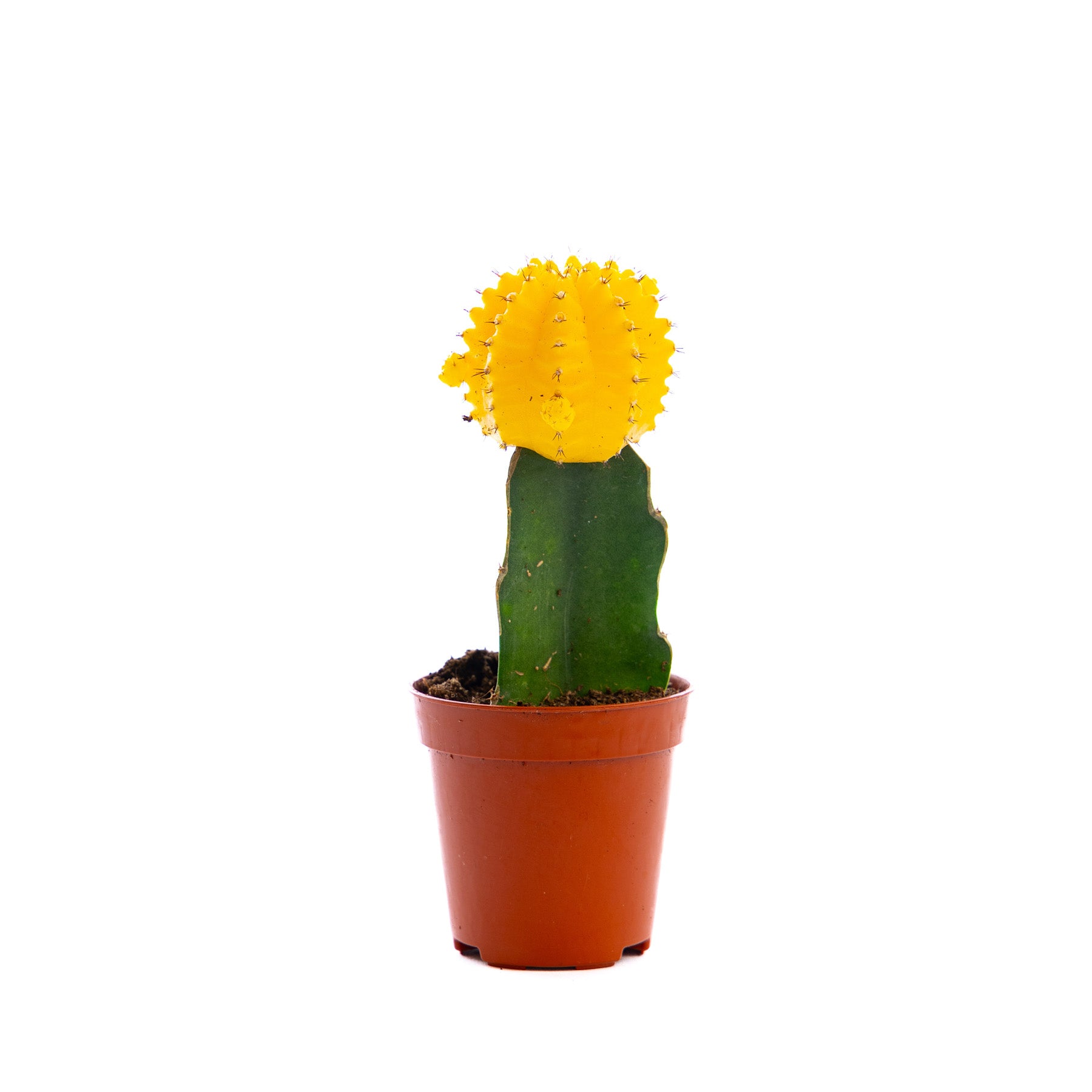 Yellow Moon Cactus, a vibrant succulent with a flattened, moon-like top, adding a pop of color and uniqueness to indoor spaces.