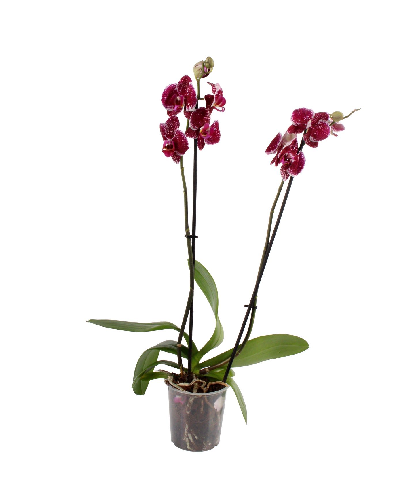Patchy Pink Moth Orchid, a whimsical display of vibrant petals, perfect for both modern and traditional interiors.