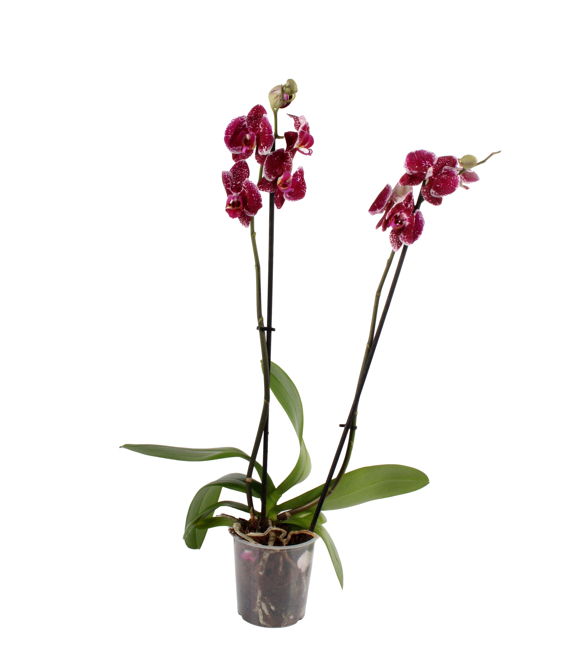 Patchy Pink Moth Orchid, a whimsical display of vibrant petals, perfect for both modern and traditional interiors.