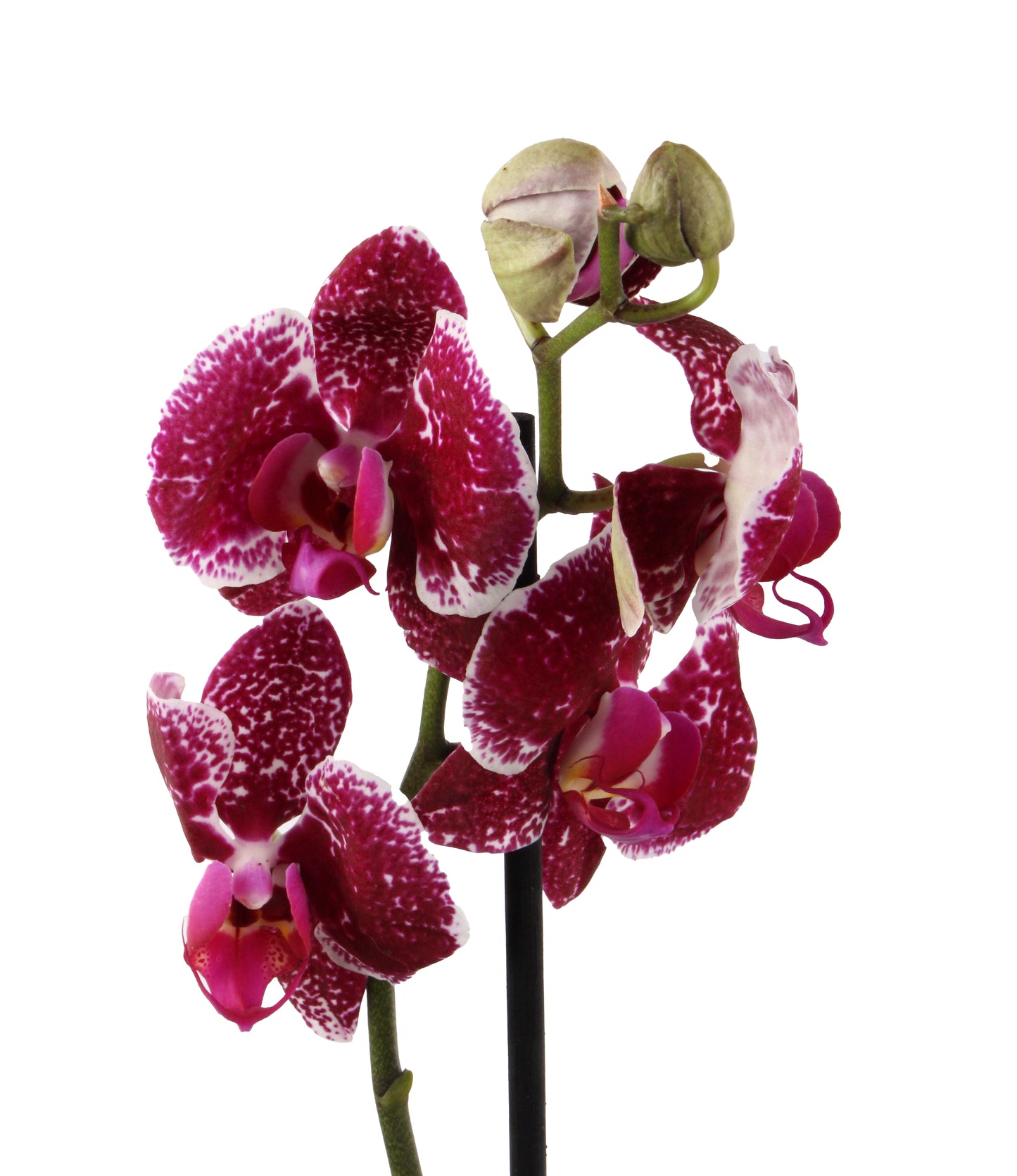 Patchy Pink Moth Orchid, a whimsical display of vibrant petals, perfect for both modern and traditional interiors.