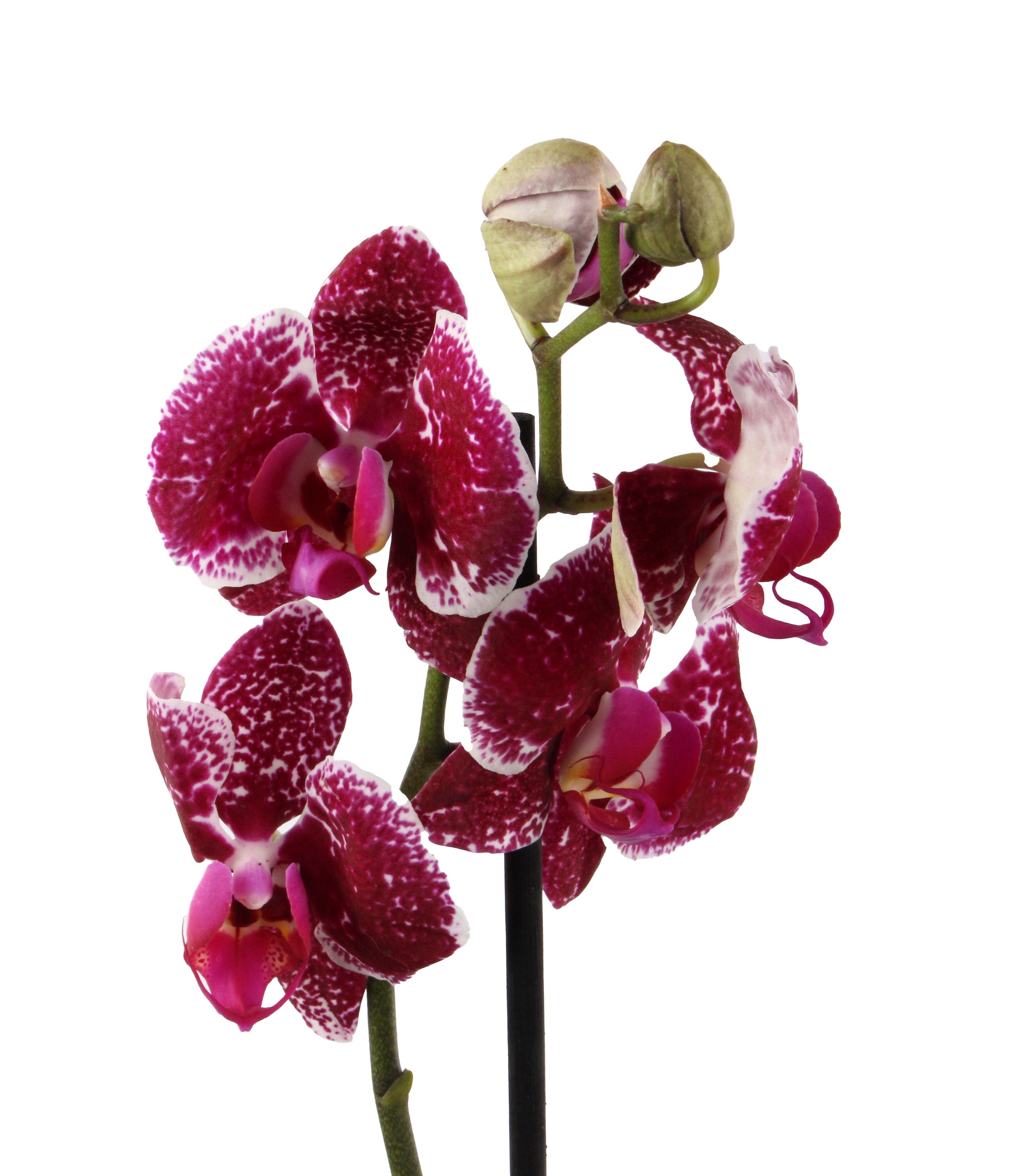 Patchy Pink Moth Orchid, a whimsical display of vibrant petals, perfect for both modern and traditional interiors.