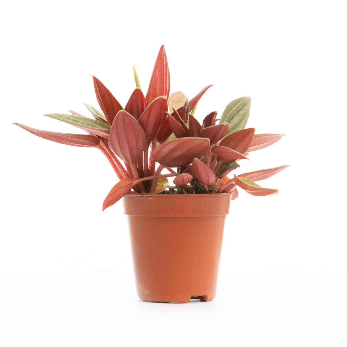 Red Radiator Plant Radiator Plant – Floramix