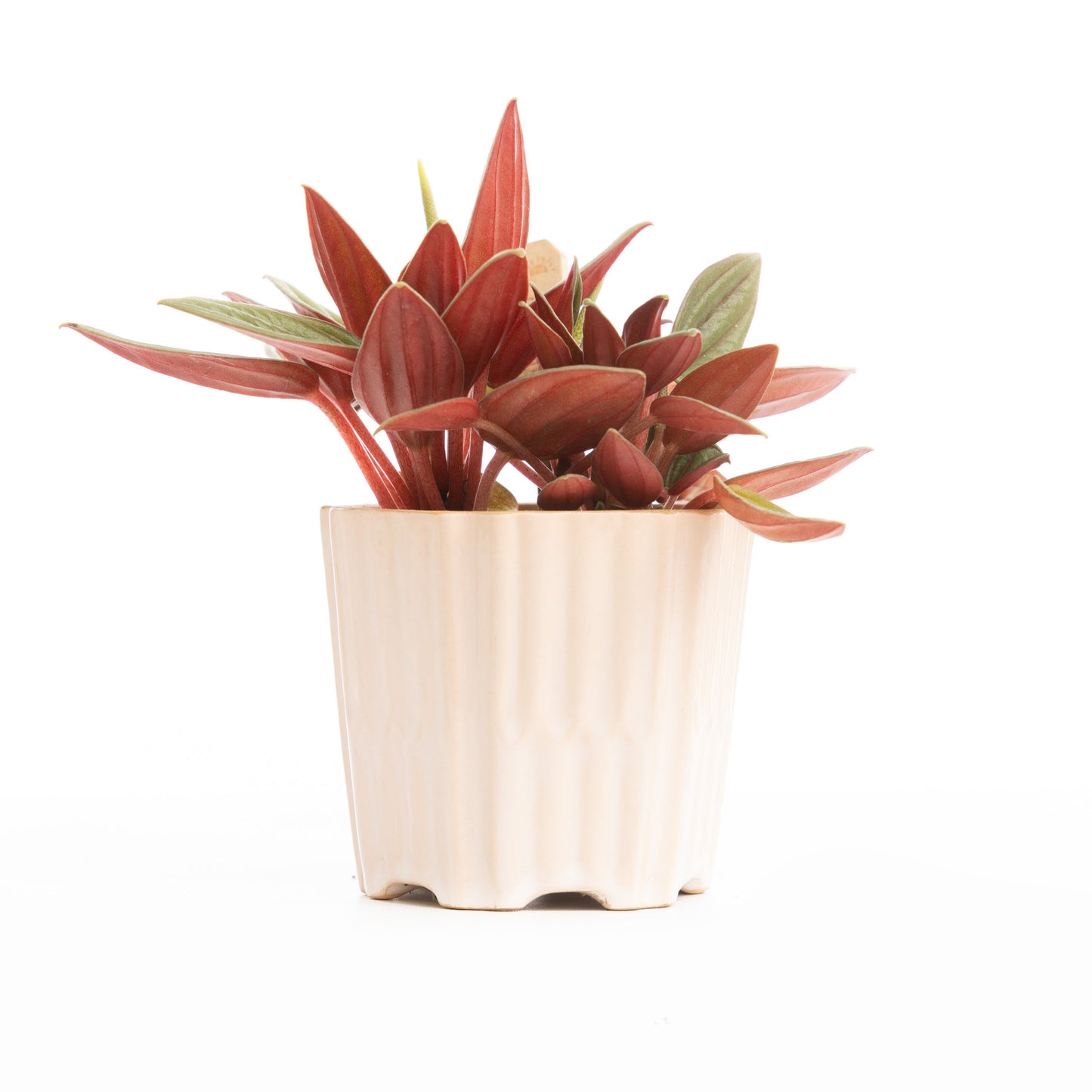Red Radiator Plant Radiator Plant – Floramix