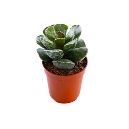 Plover Eggs Plant, a whimsical addition with leaves resembling delicate plover eggs, thriving in bright indirect light.