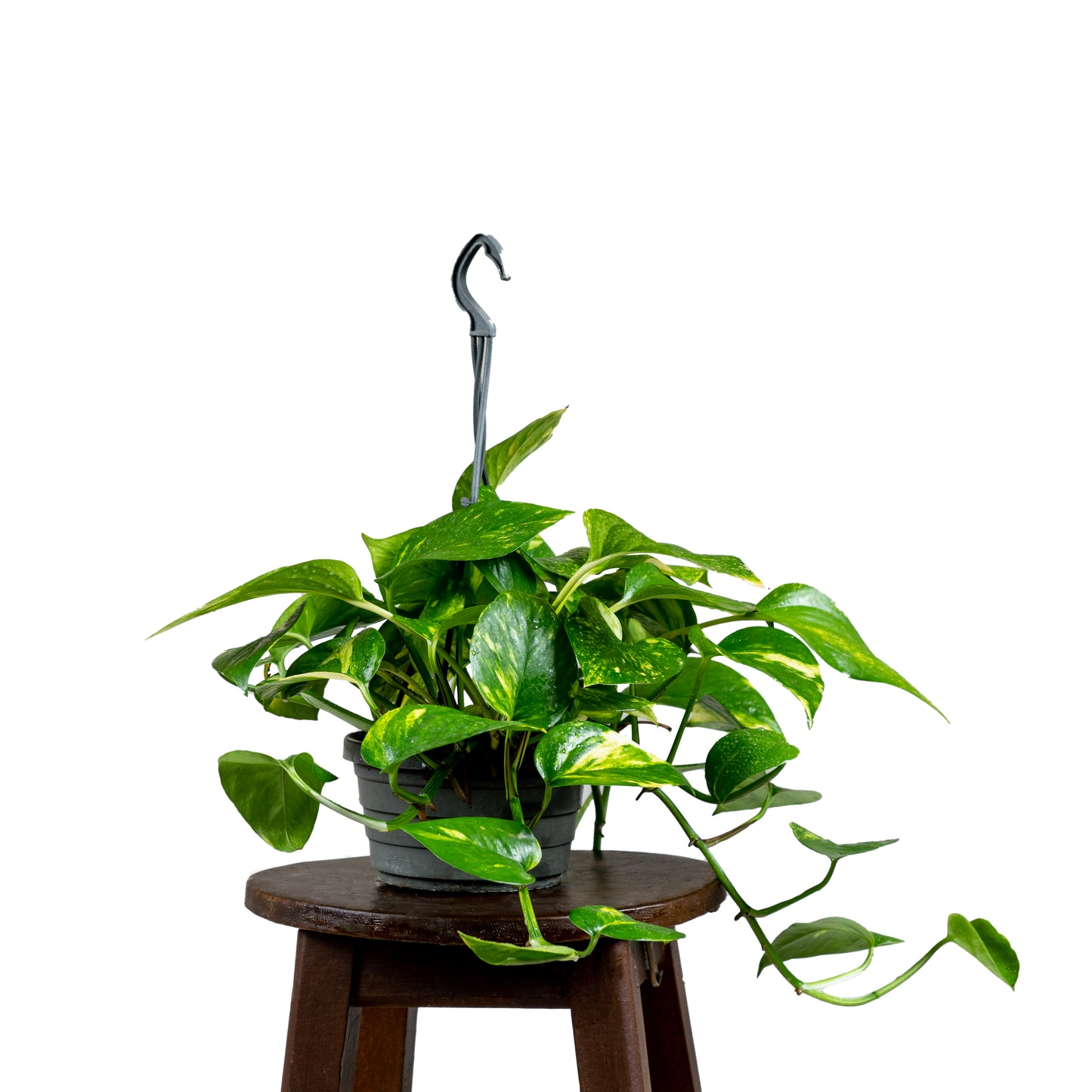 Pothos Hang