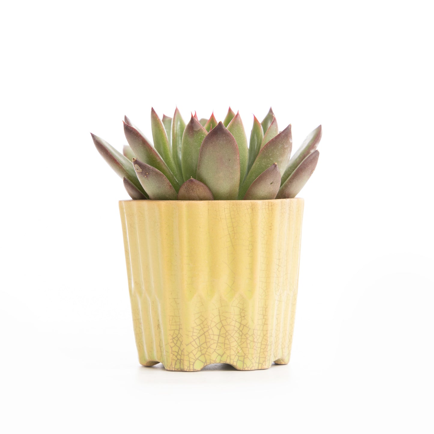 Purple Margin Echeveria