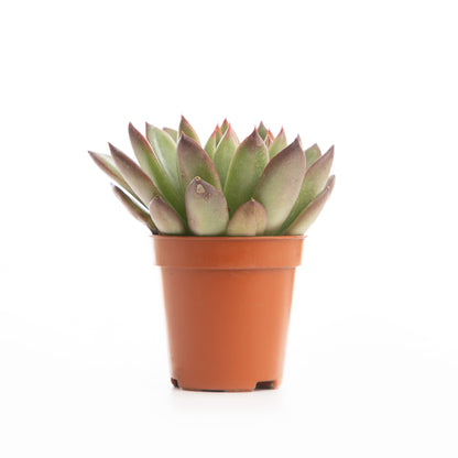 Purple Margin Echeveria