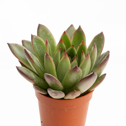 Purple Margin Echeveria